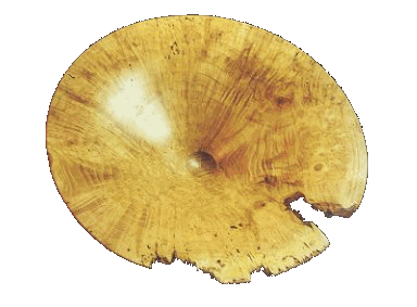 A burr robinia acacia bowl